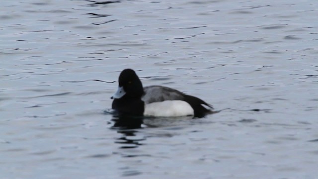 Lesser Scaup - ML479752