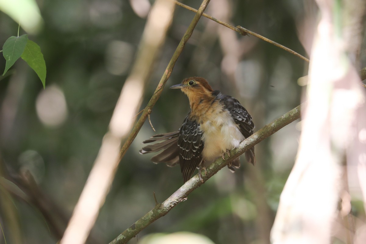 Pavonine Cuckoo - ML479753111