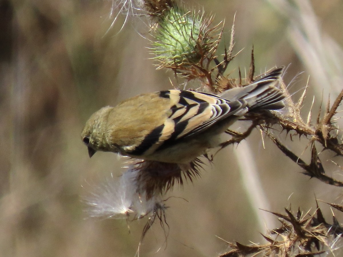 American Goldfinch - ML479754091