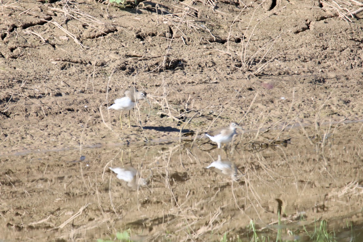 Solitary Sandpiper - ML479754221