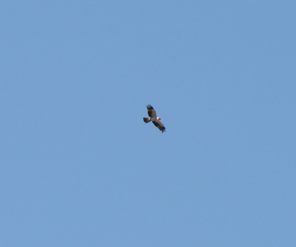 Booted Eagle - ML479754371