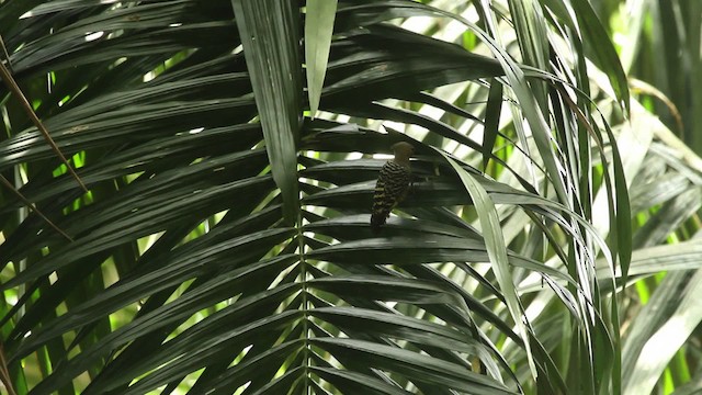 Buff-rumped Woodpecker - ML479755