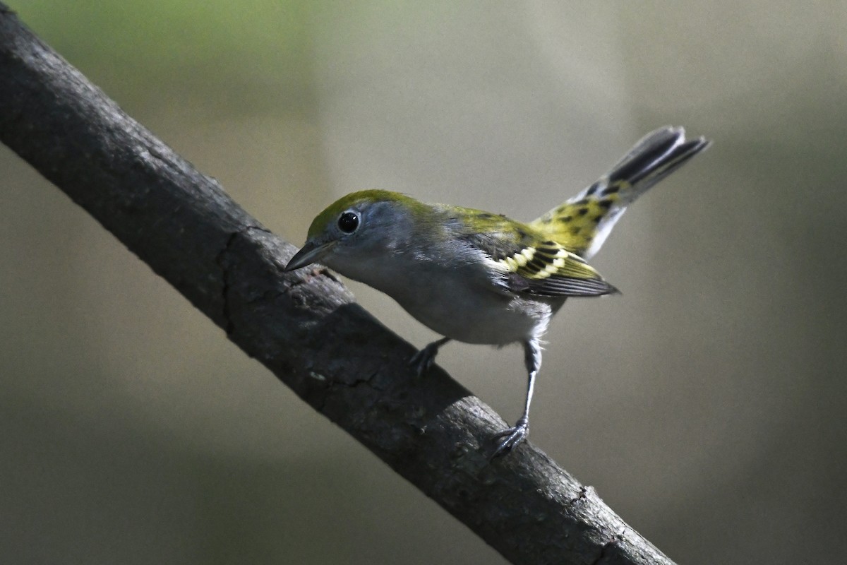 brunsideparula - ML479755951