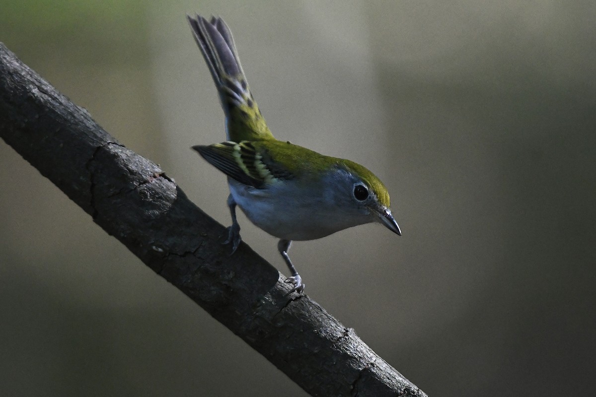 brunsideparula - ML479755961