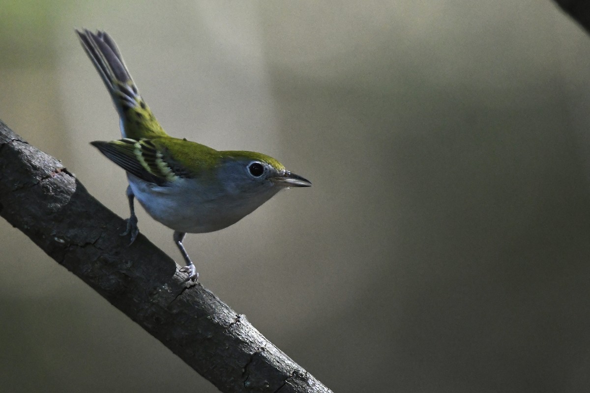 brunsideparula - ML479755971