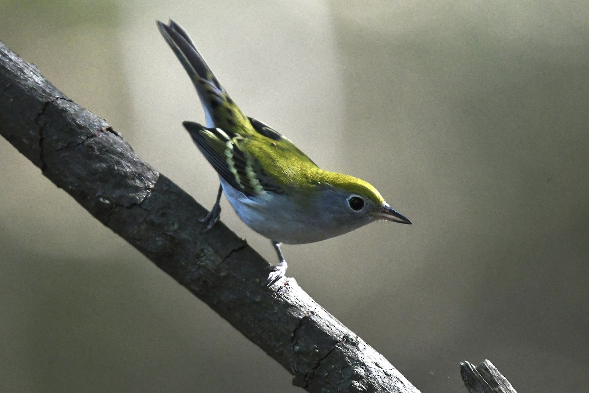 brunsideparula - ML479755981