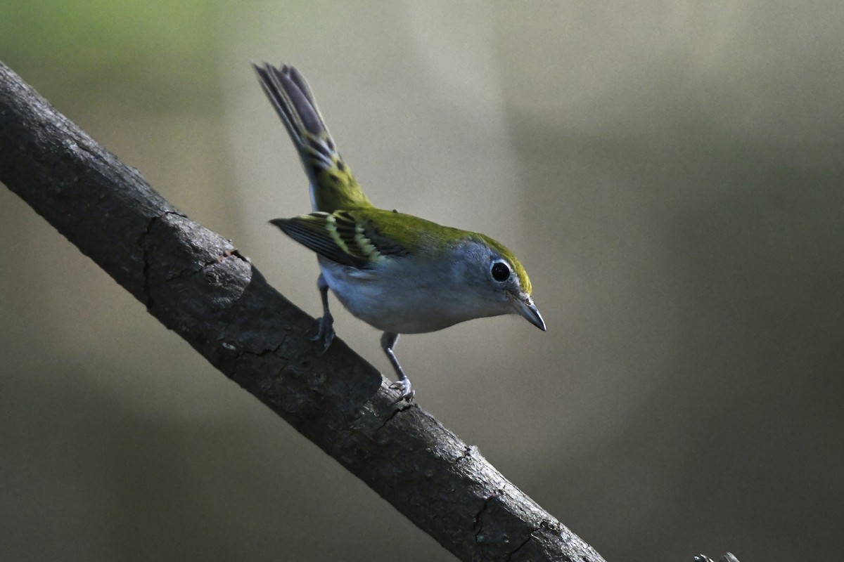 brunsideparula - ML479756001