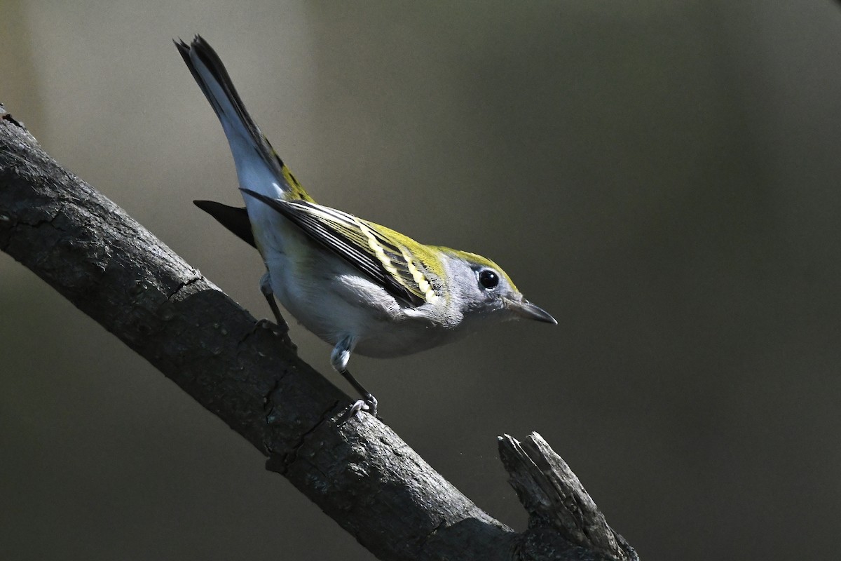 brunsideparula - ML479756011