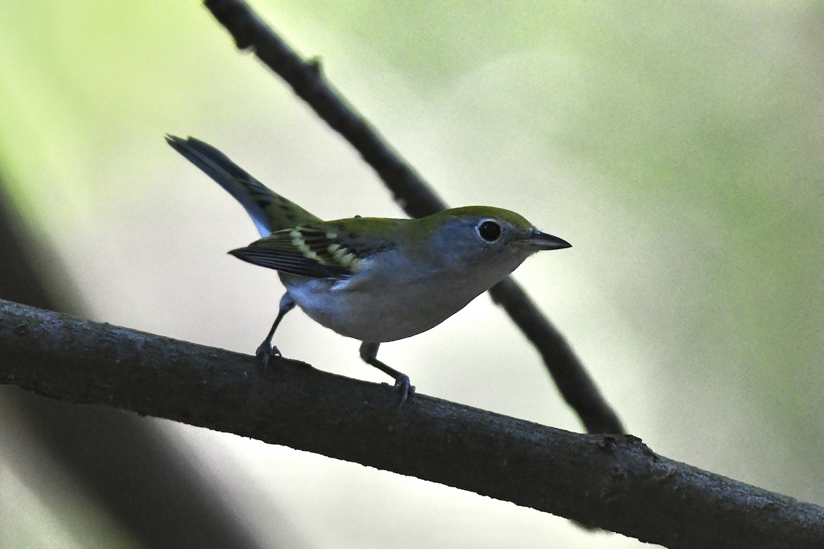 brunsideparula - ML479756021