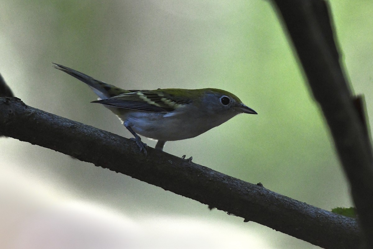 brunsideparula - ML479756031