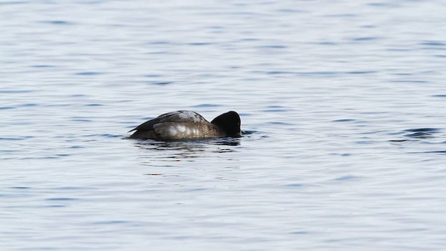 Lesser Scaup - ML479757