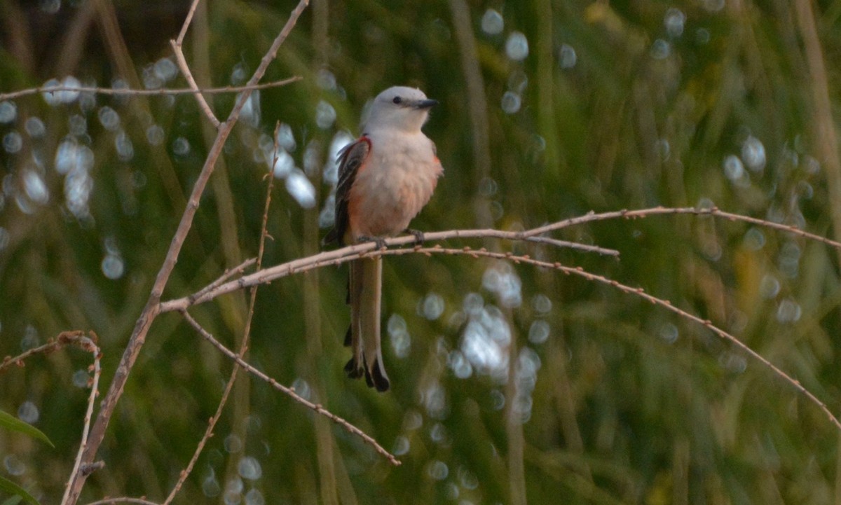 Scissor-tailed Flycatcher - Chris Rohrer