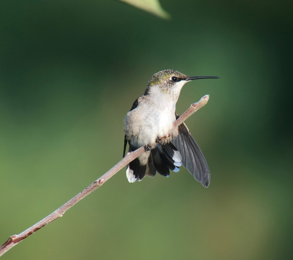 Ruby-throated Hummingbird - ML479757441