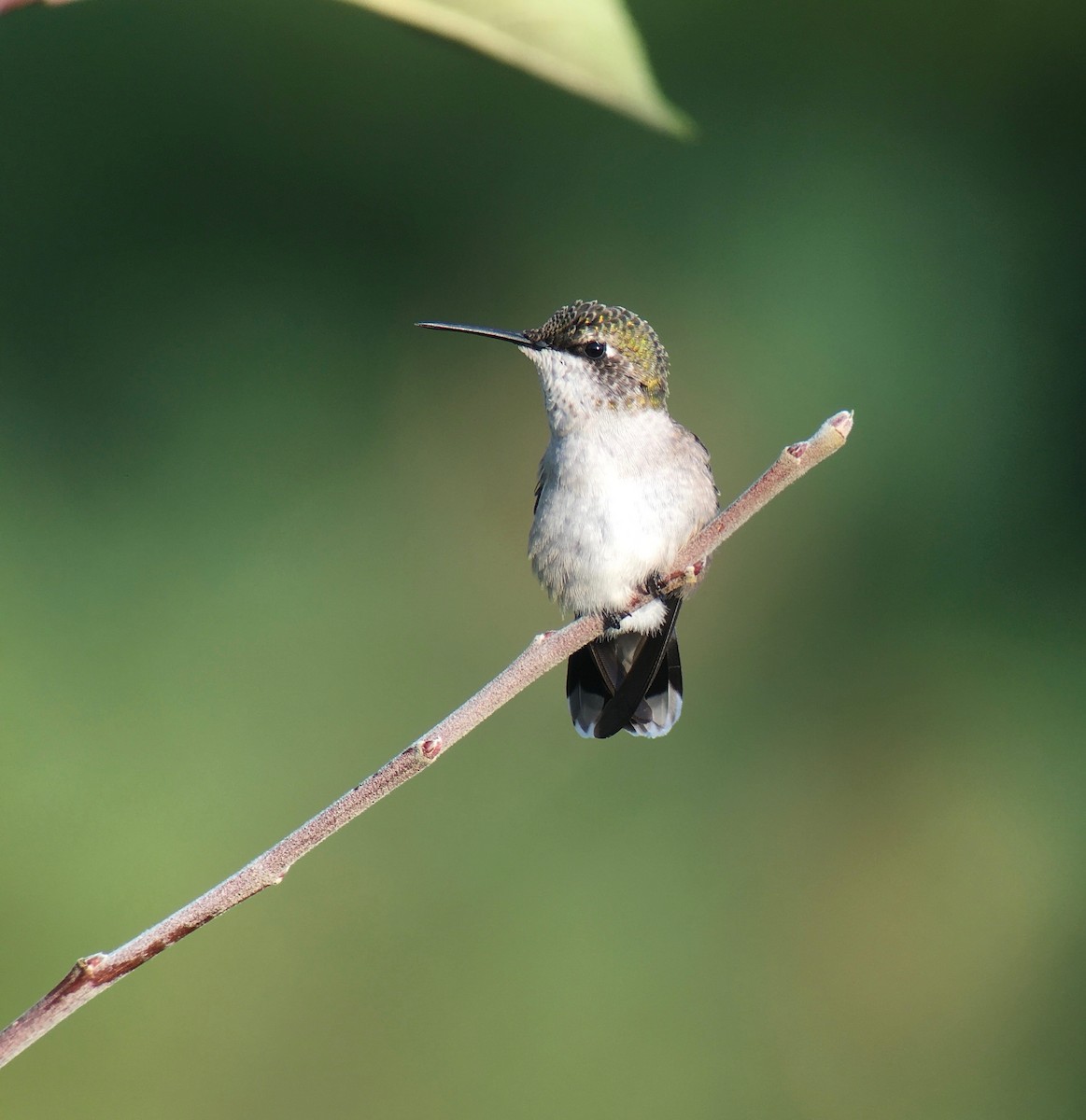 Ruby-throated Hummingbird - ML479757471