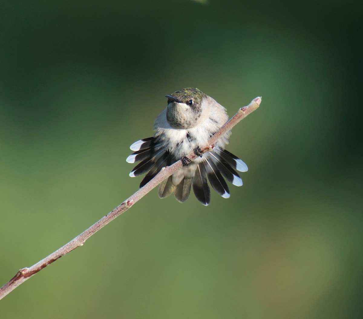 Ruby-throated Hummingbird - ML479757511