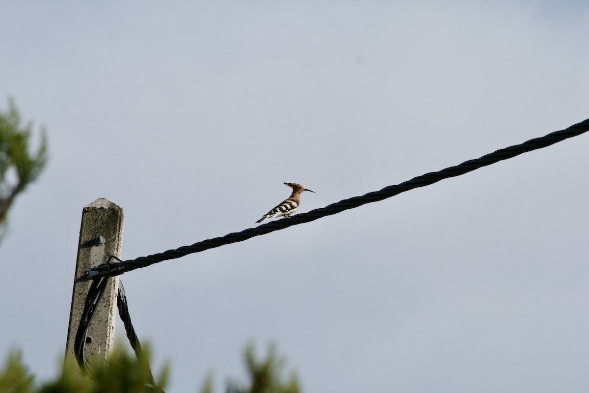 Eurasian Hoopoe - ML479758541