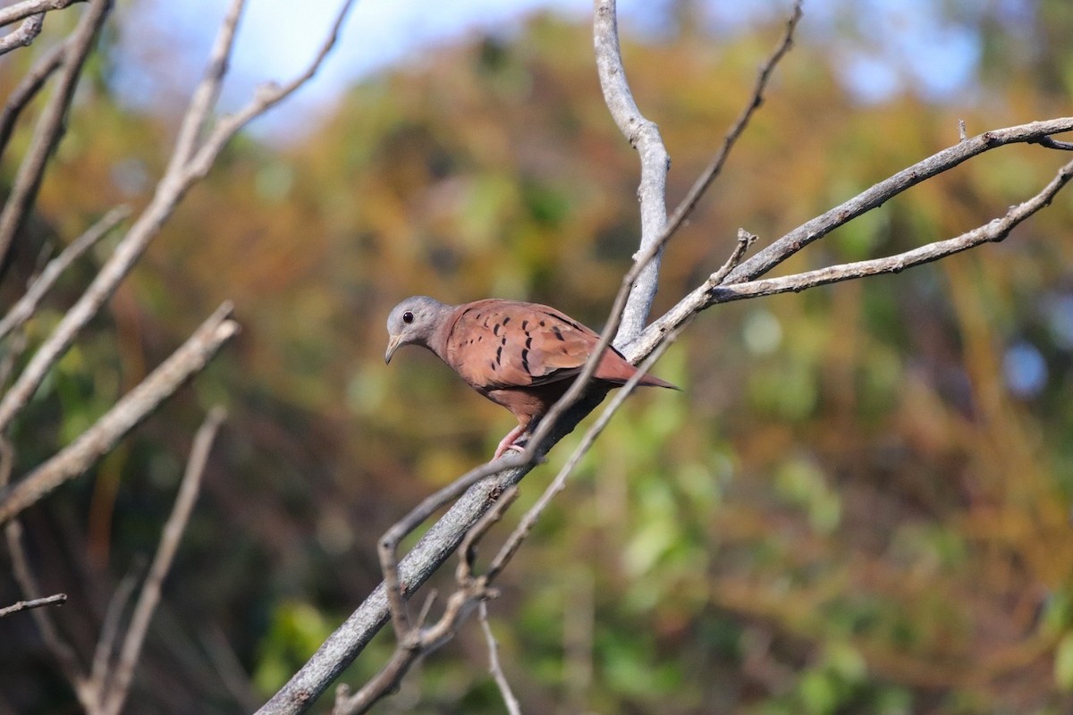 Ruddy Ground Dove - ML479759691