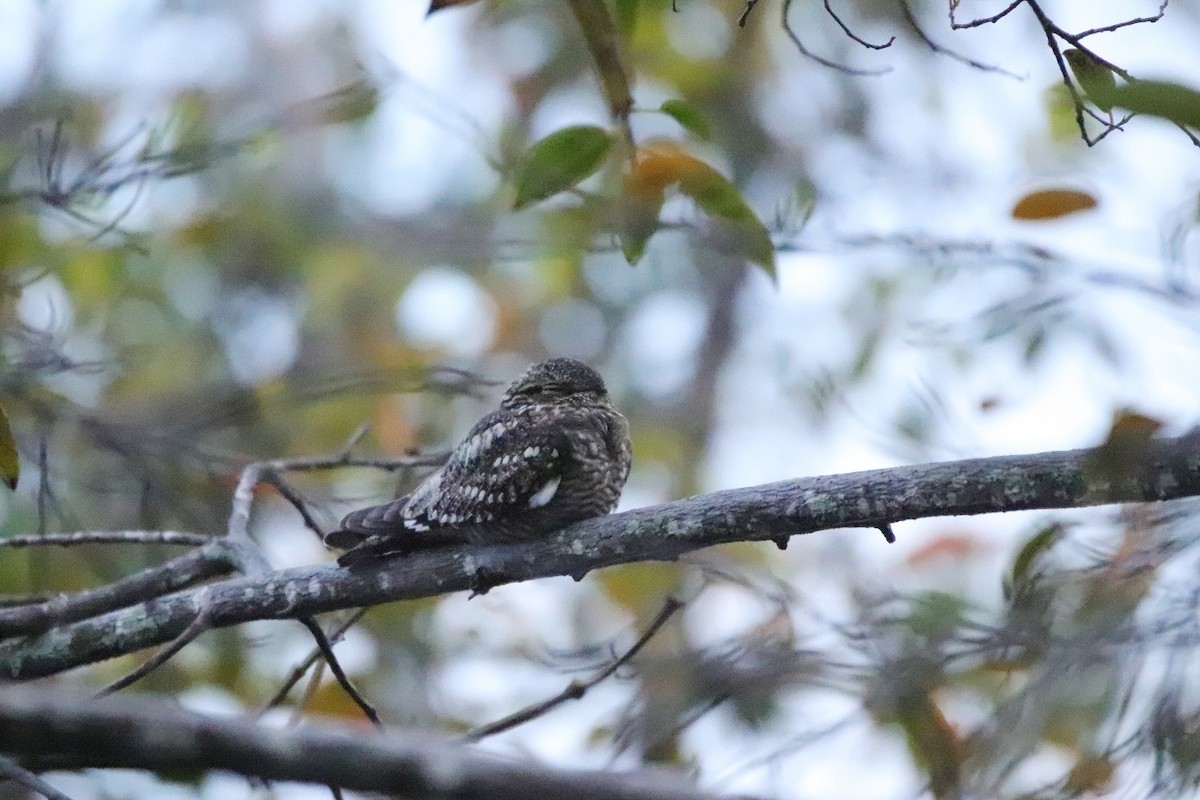 Lesser Nighthawk - ML479759741