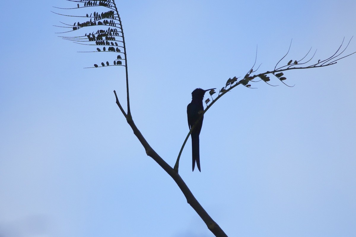 Swallow-tailed Hummingbird - ML479759771