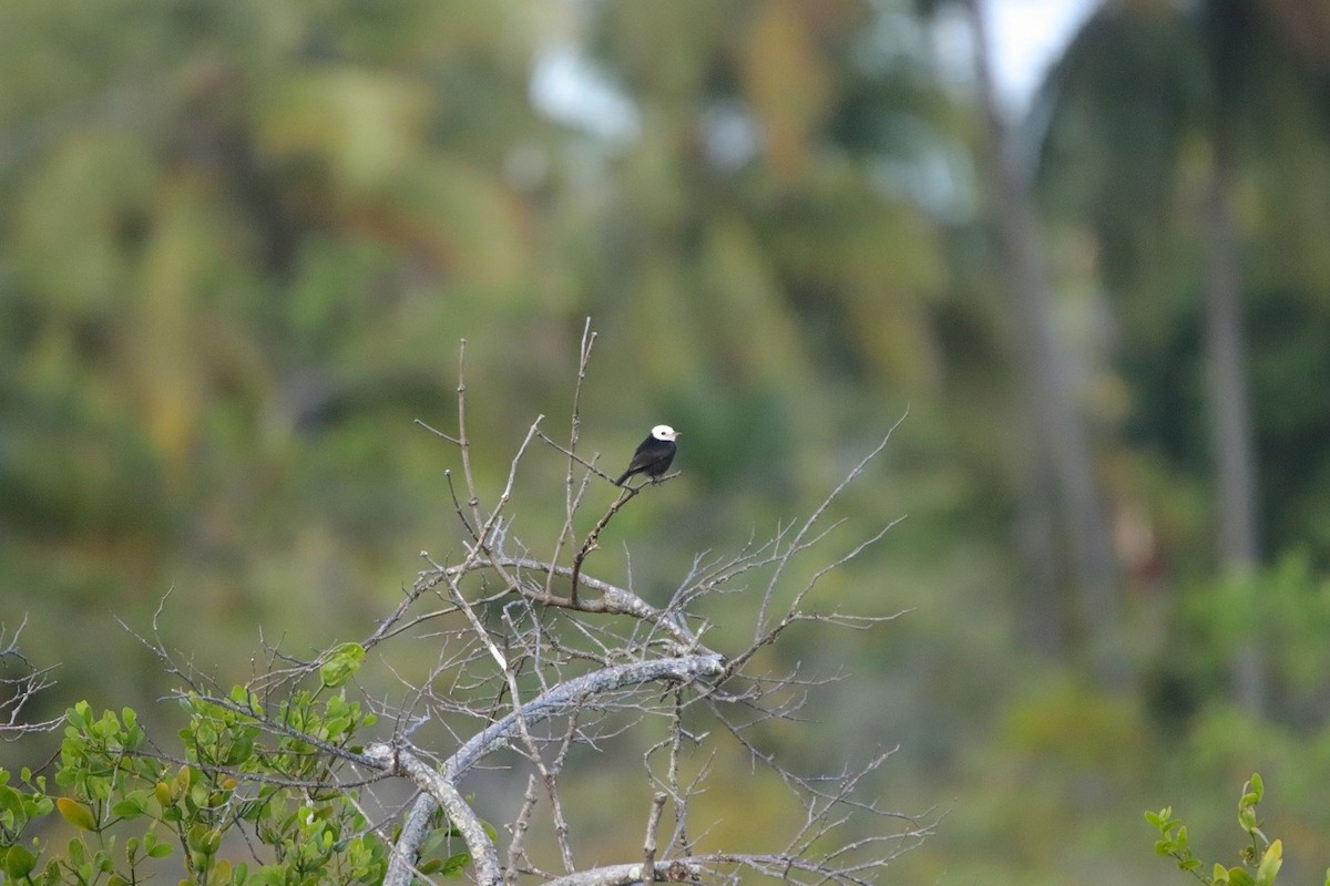 White-headed Marsh Tyrant - ML479759891