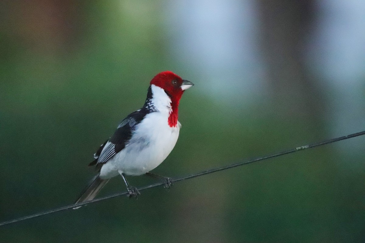 Red-cowled Cardinal - pedro maia