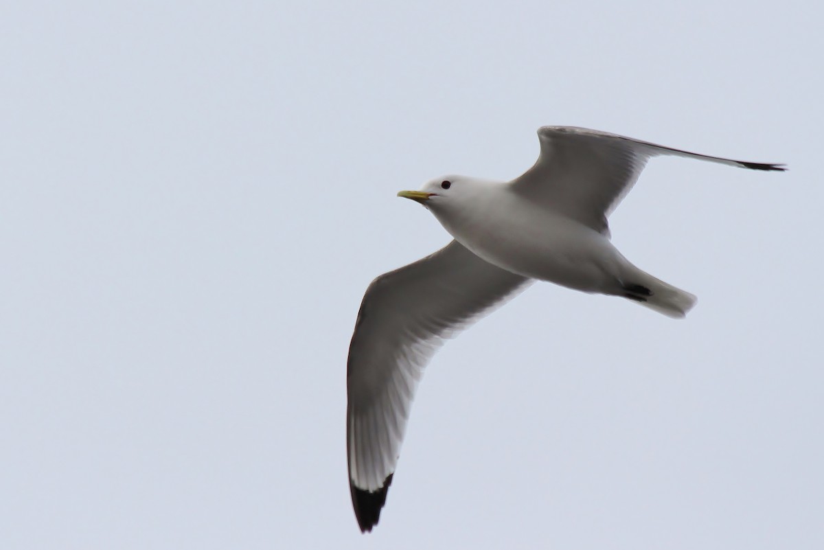 Black-legged Kittiwake - ML479761061