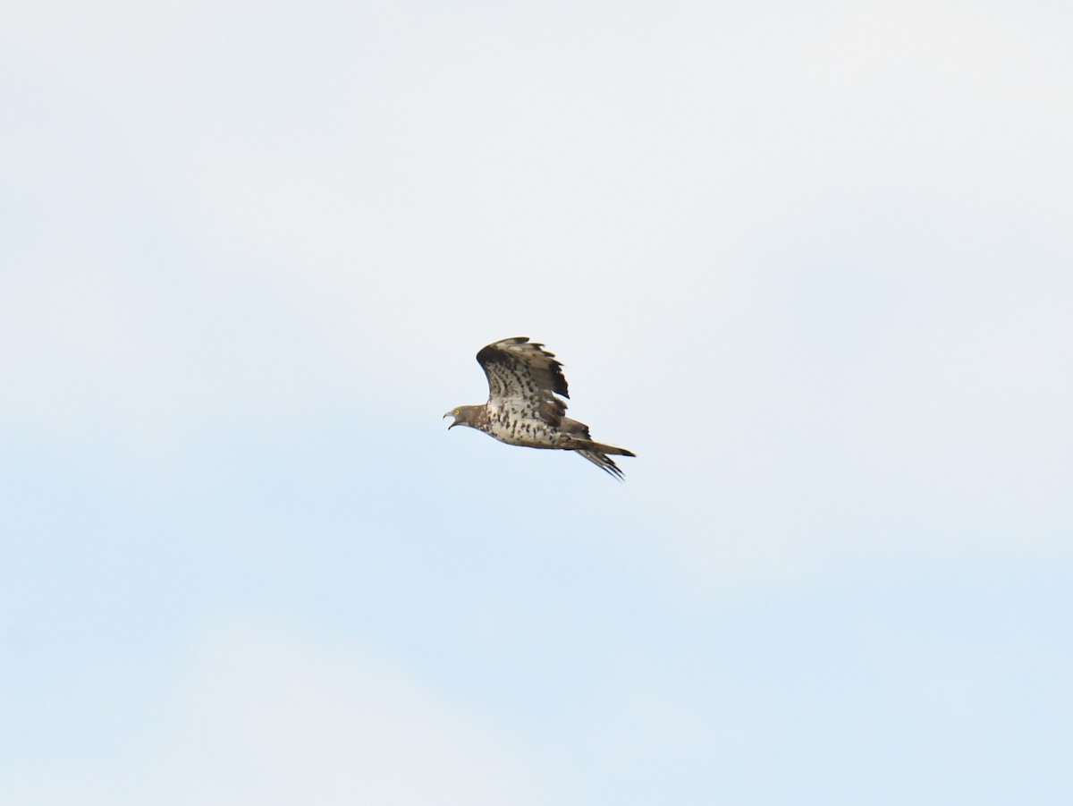 European Honey-buzzard - ML479761391