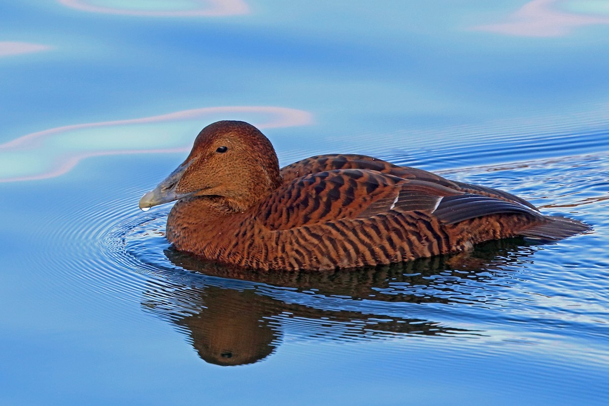 Common Eider (Eurasian) - ML47976221