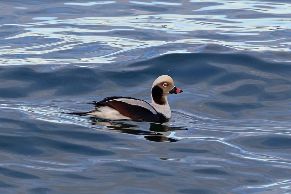 Long-tailed Duck - ML47976231