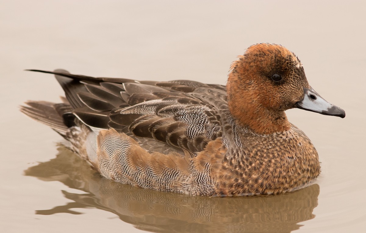 Eurasian Wigeon - ML47976351