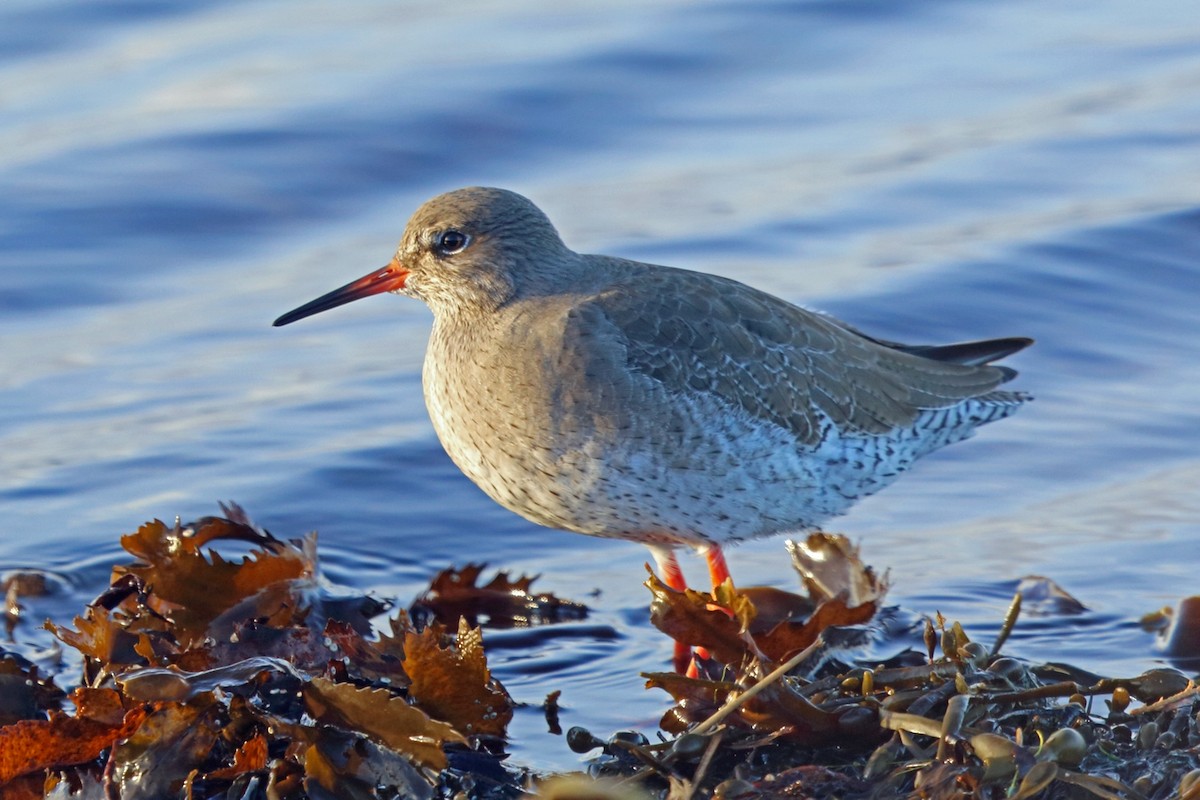 Common Redshank - ML47976371