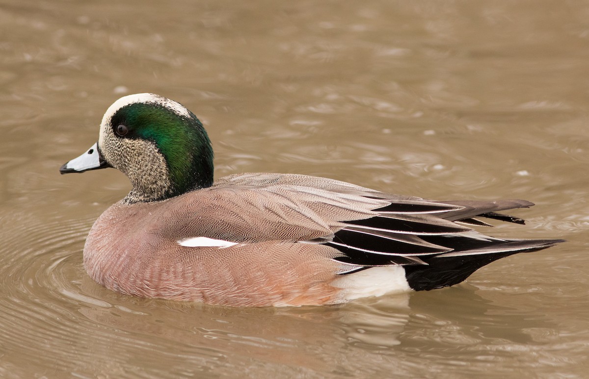 American Wigeon - ML47976391