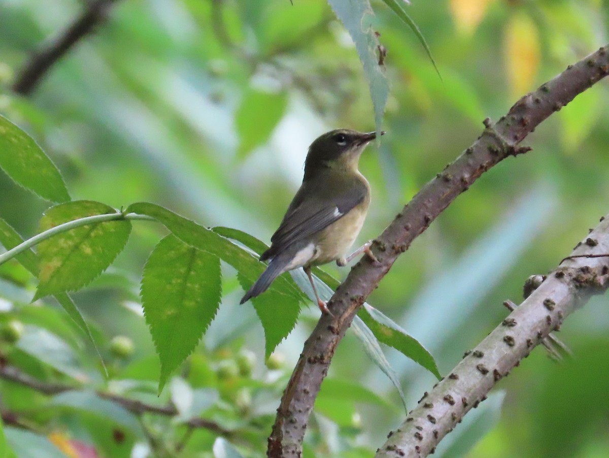 Black-throated Blue Warbler - ML479764011