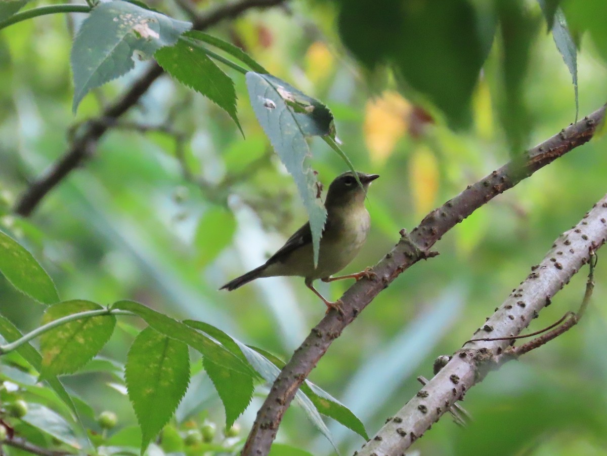 Black-throated Blue Warbler - ML479764021