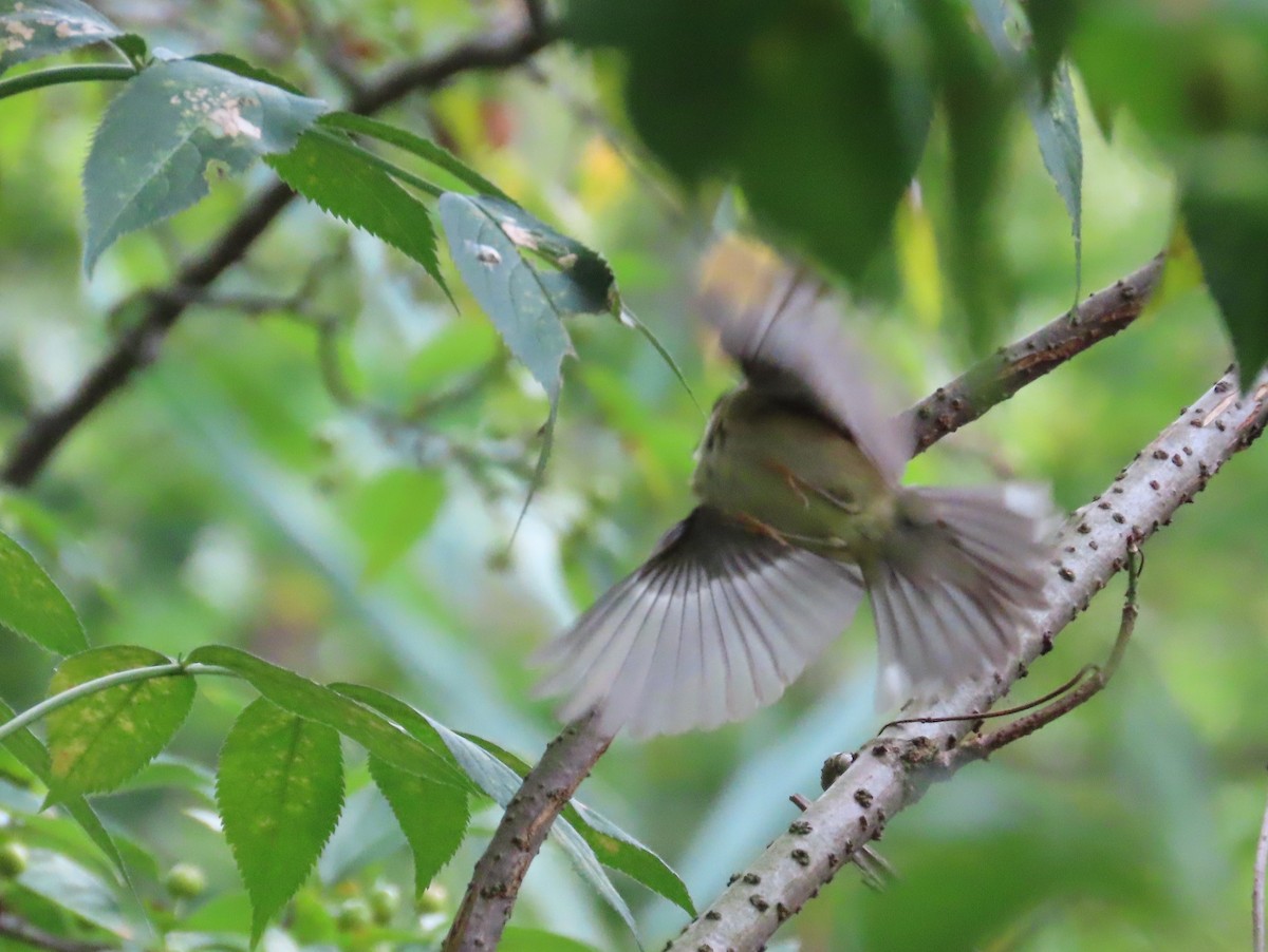 Black-throated Blue Warbler - ML479764031