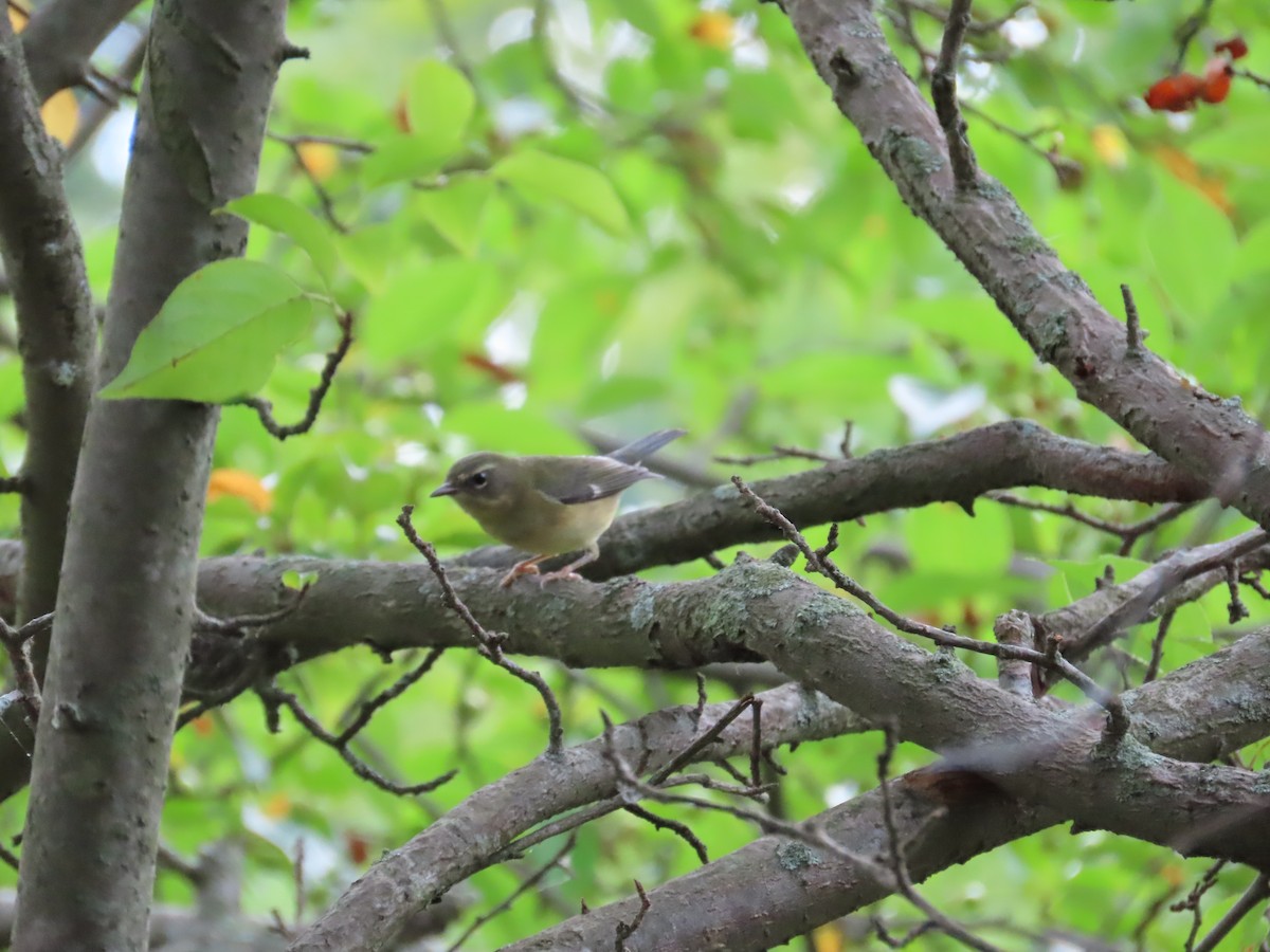 Black-throated Blue Warbler - ML479764051