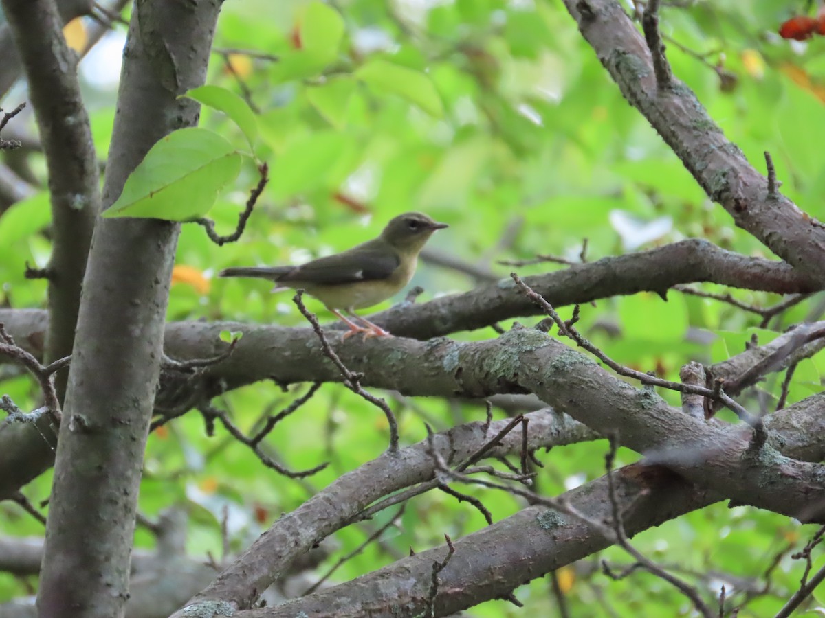 Black-throated Blue Warbler - ML479764061