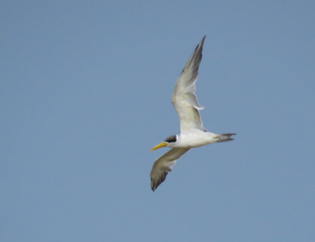 Large-billed Tern - ML479764081