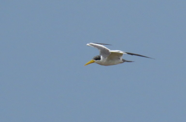 Large-billed Tern - ML479764091