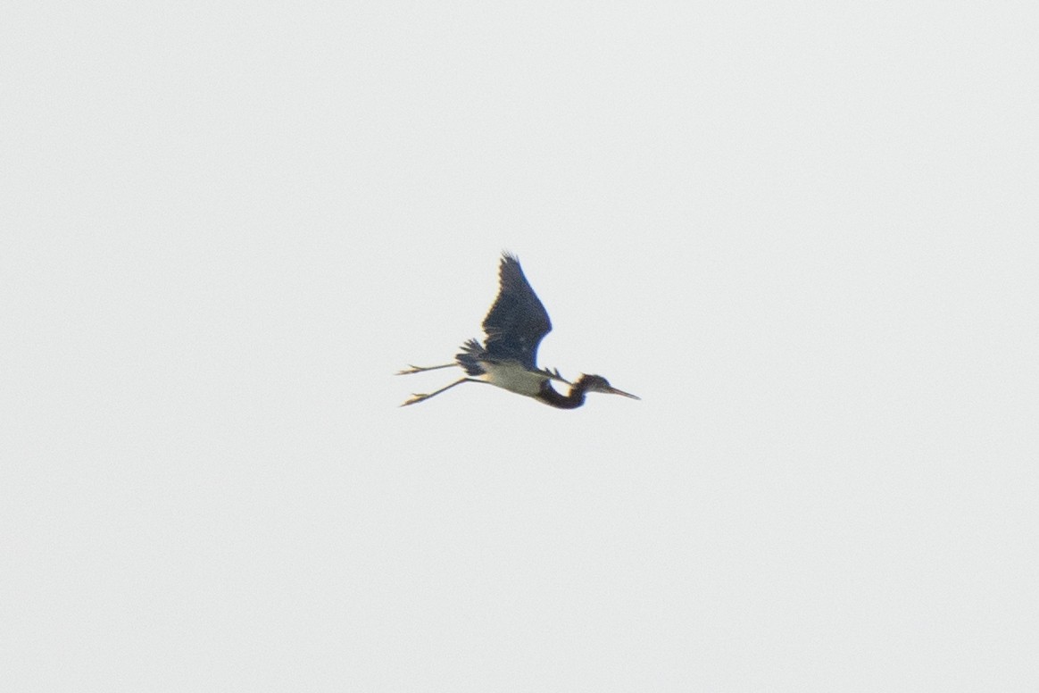 Tricolored Heron - ML479764451