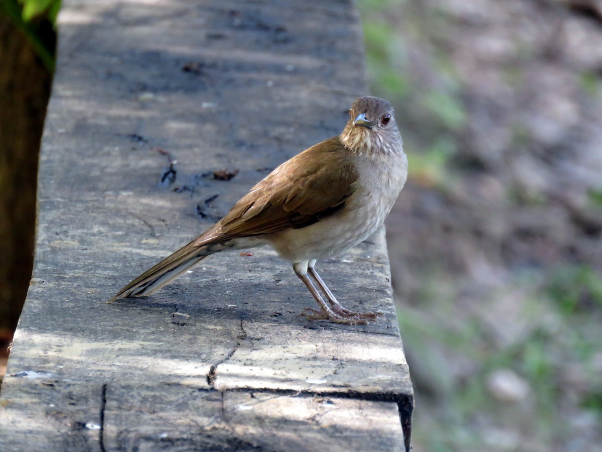 Pale-breasted Thrush - ML479766371