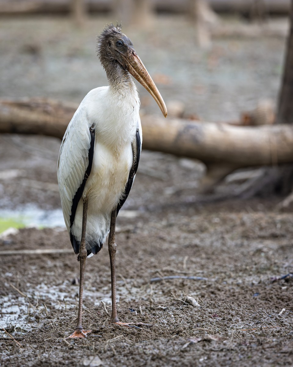 Wood Stork - ML479766391