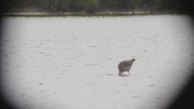 Black-tailed Godwit (European) - ML479767111