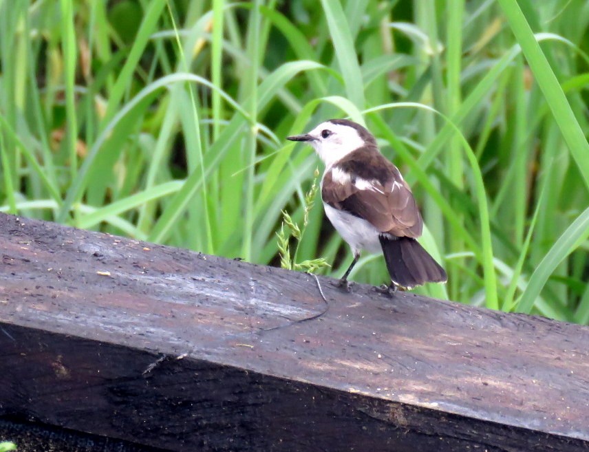 Pied Water-Tyrant - ML479767241