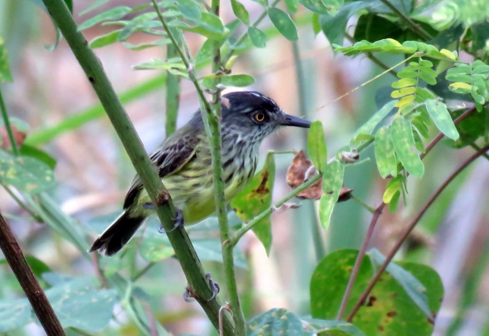 Spotted Tody-Flycatcher - ML479767631