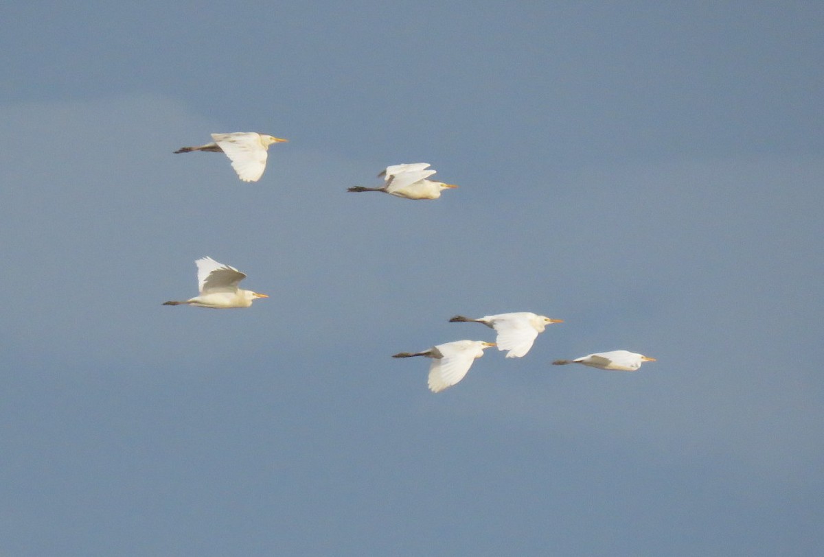 Western Cattle Egret - ML479768361