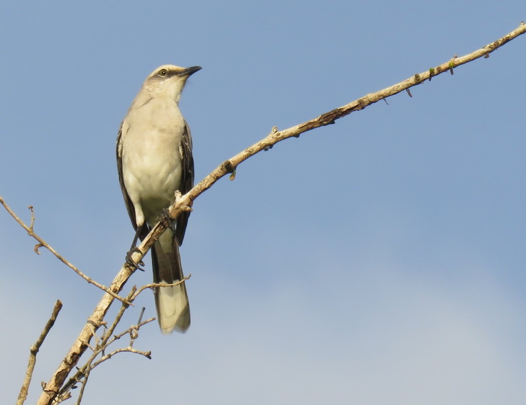 Tropical Mockingbird - ML479768521