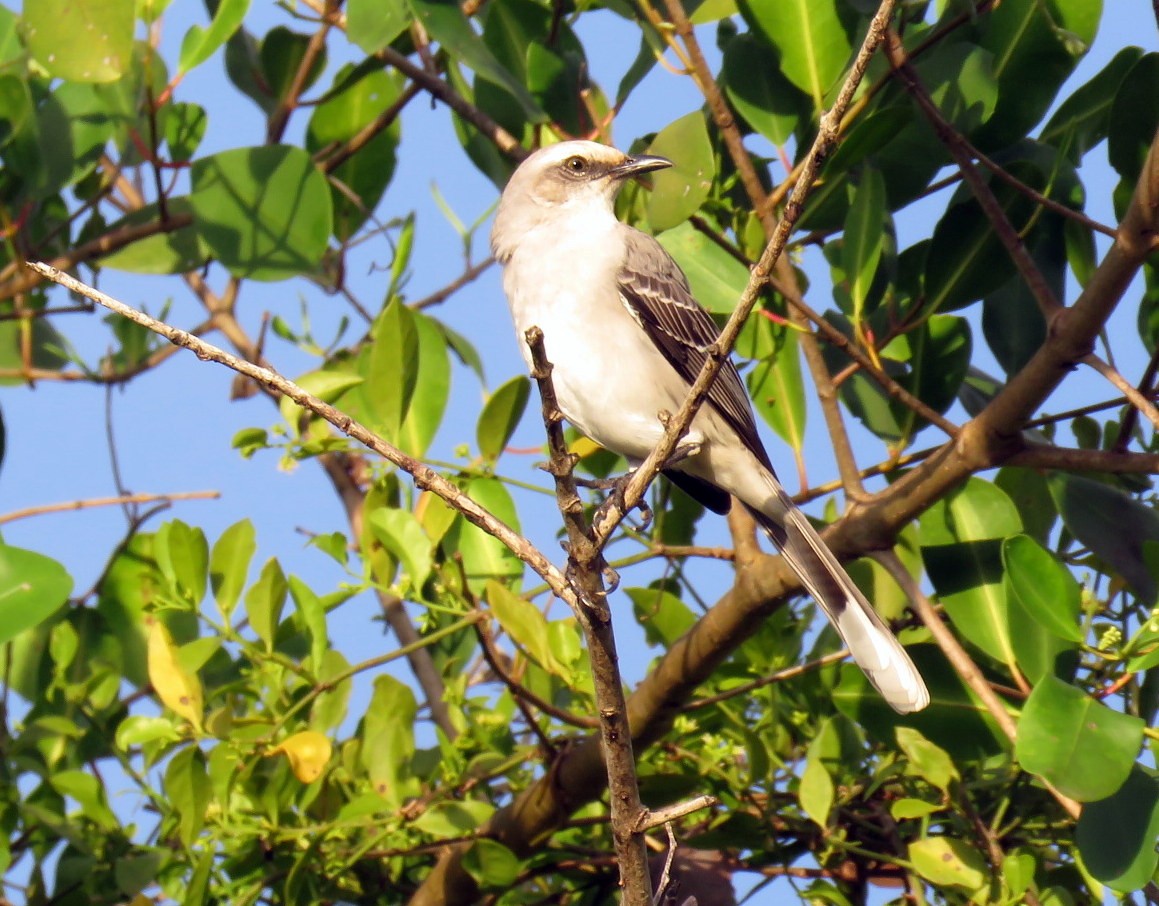 Tropical Mockingbird - ML479768531