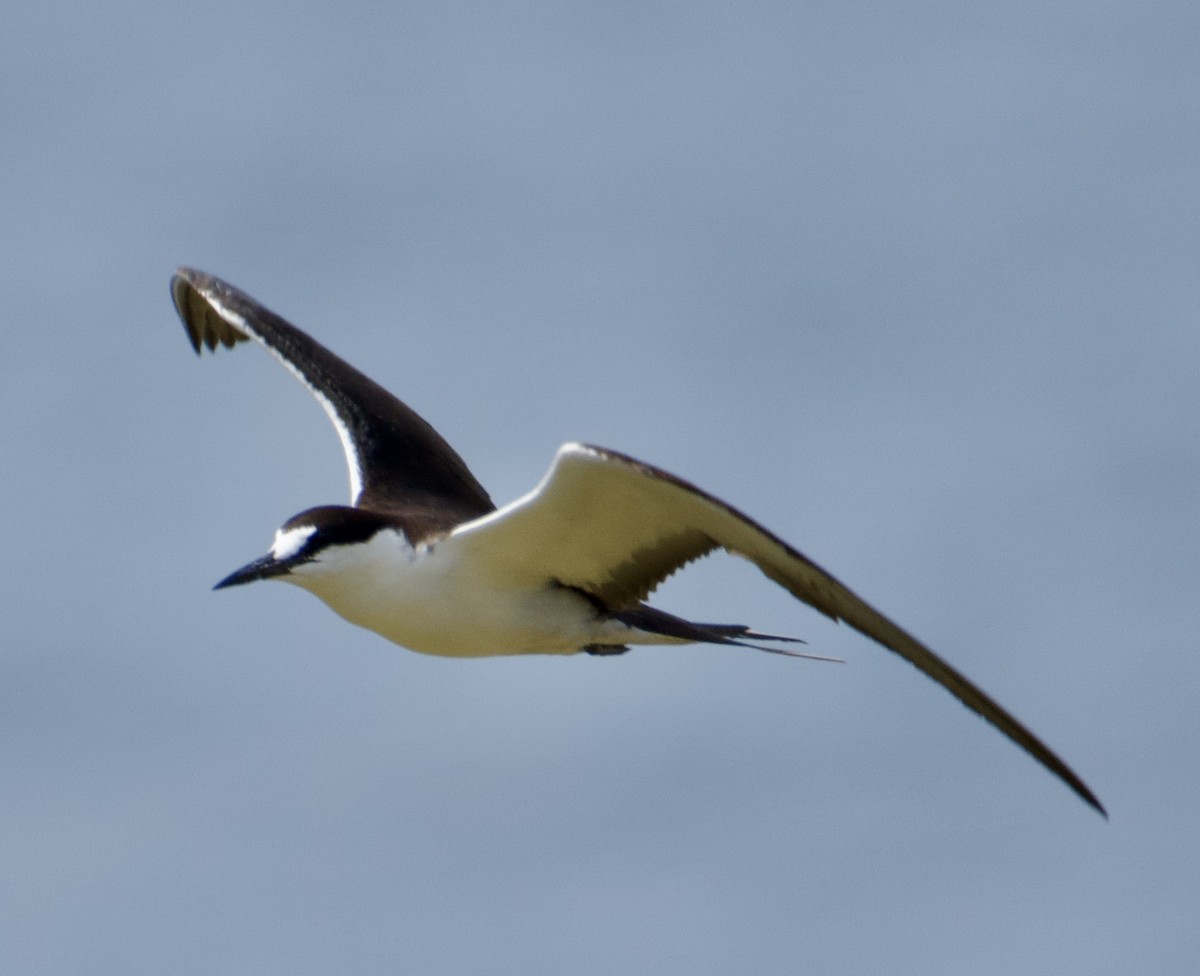 Sooty Tern - ML479769051