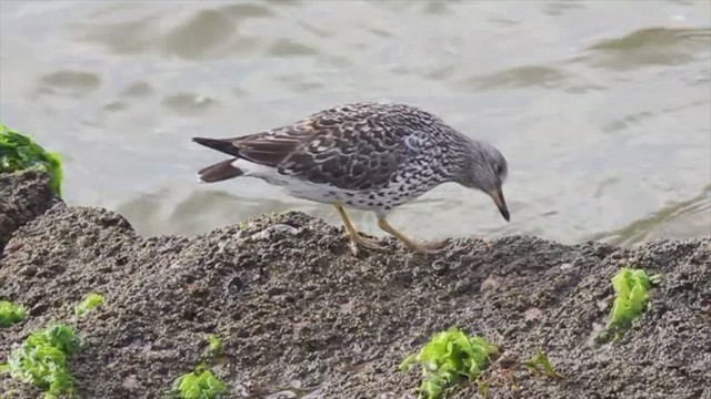 Surfbird - ML479769331